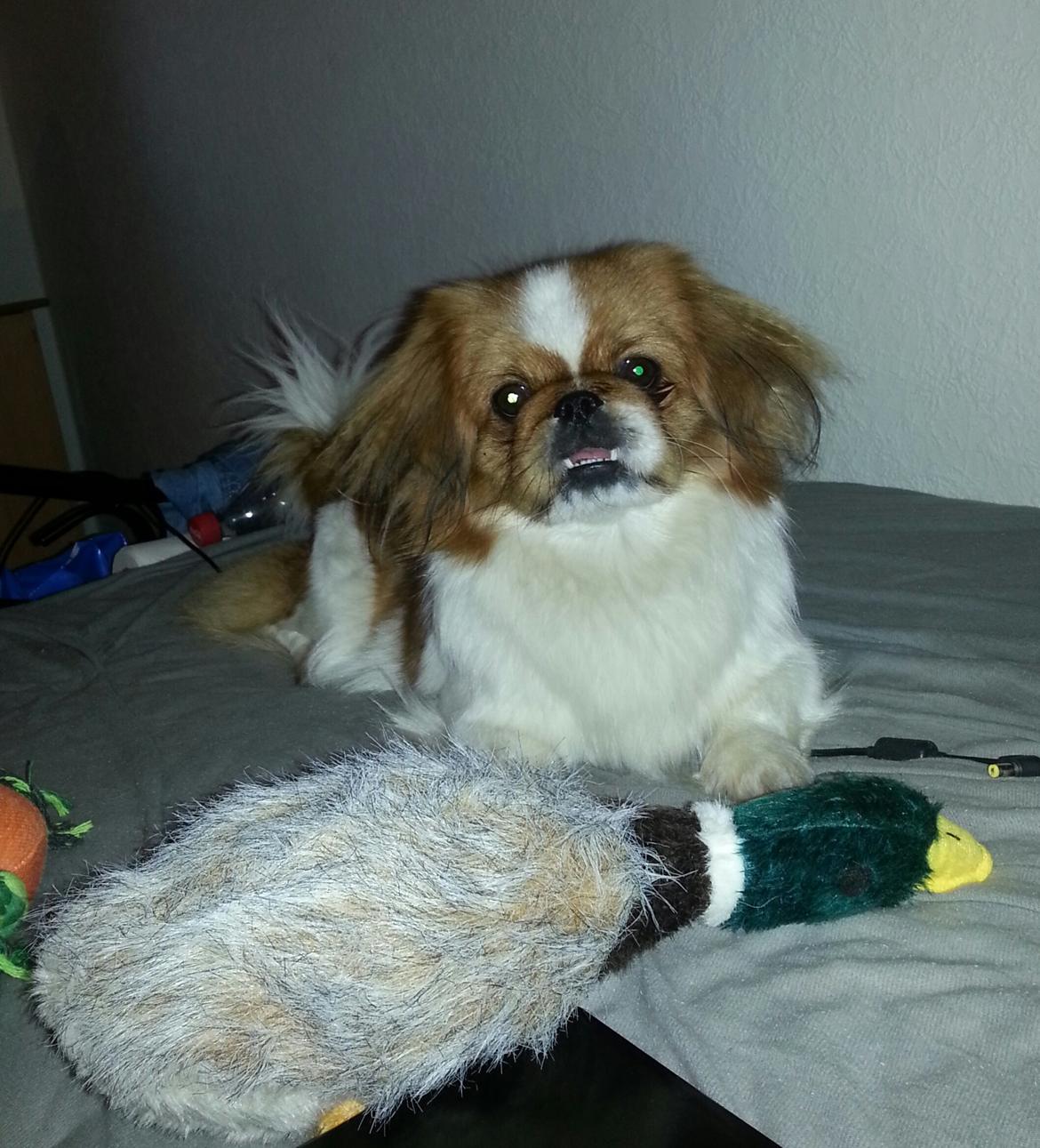 Pekingeser Dolly - Anden er bare den bedste billede 23