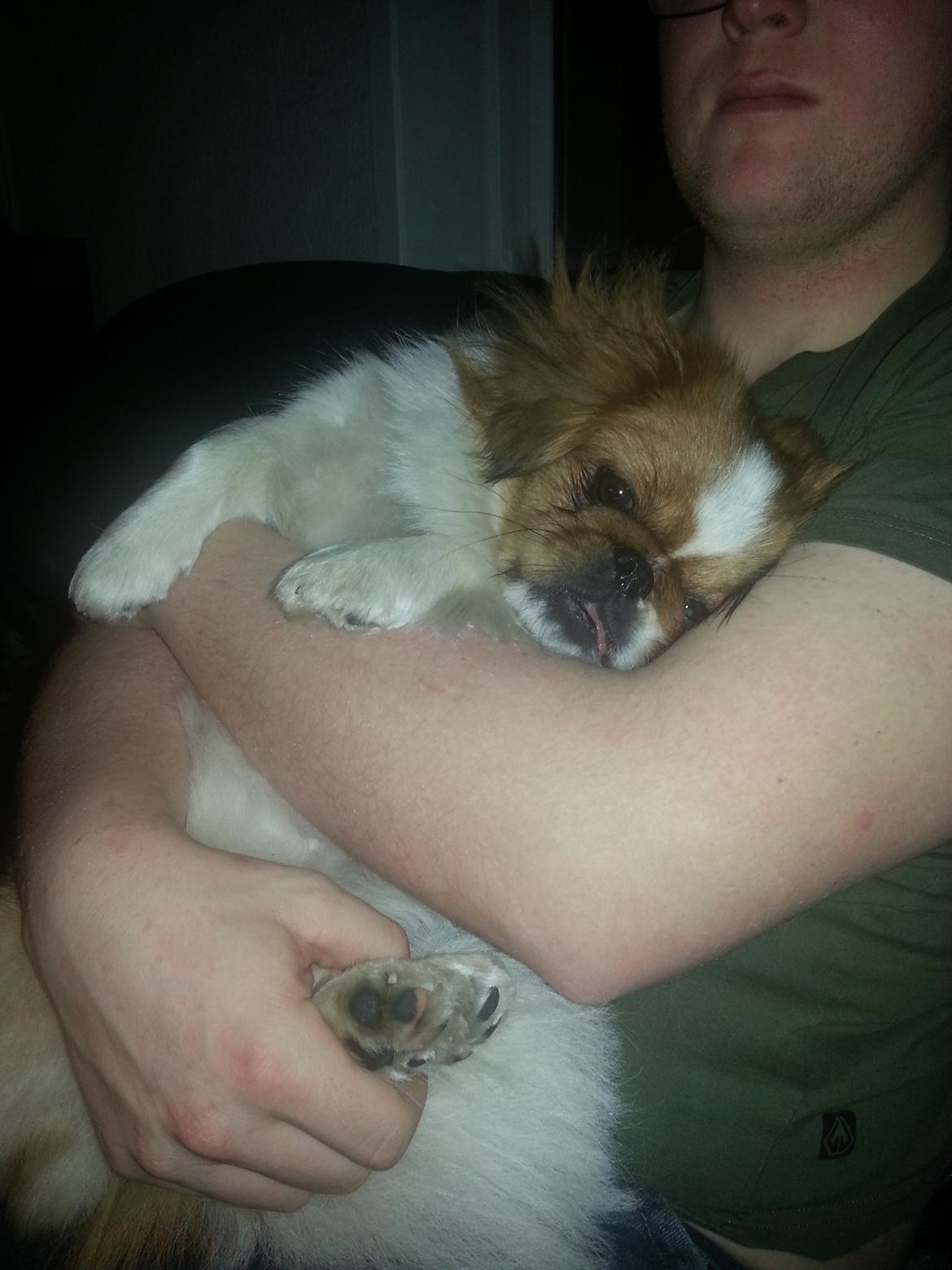 Pekingeser Dolly billede 24