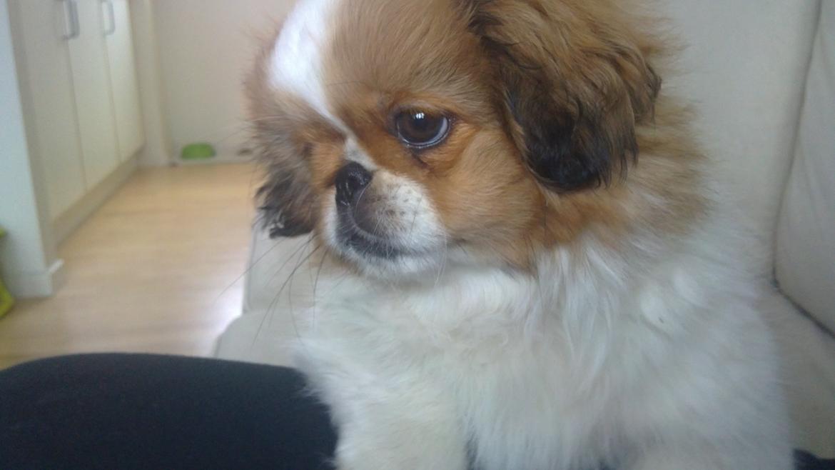 Pekingeser Dolly billede 32