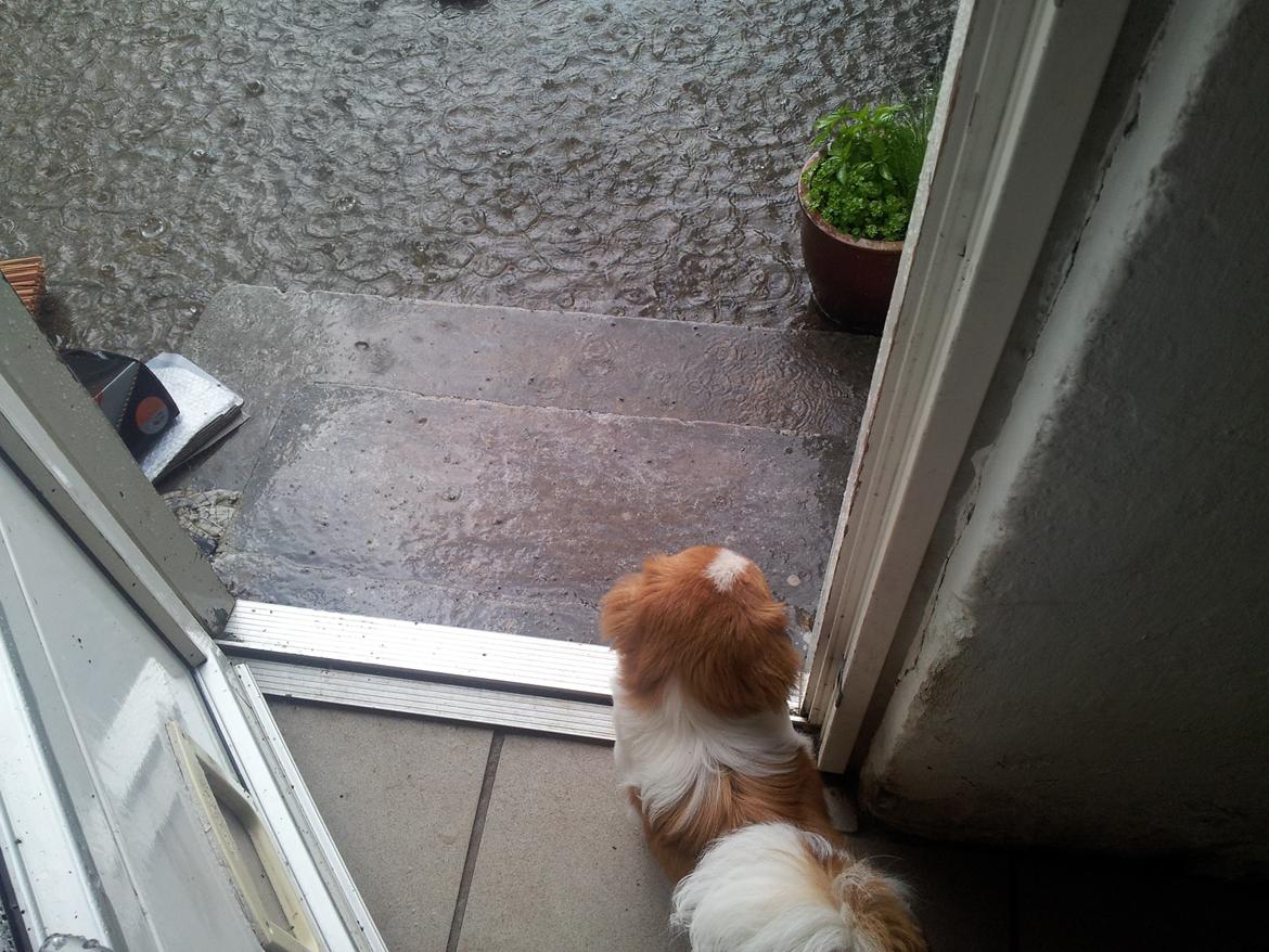 Pekingeser Dolly billede 25