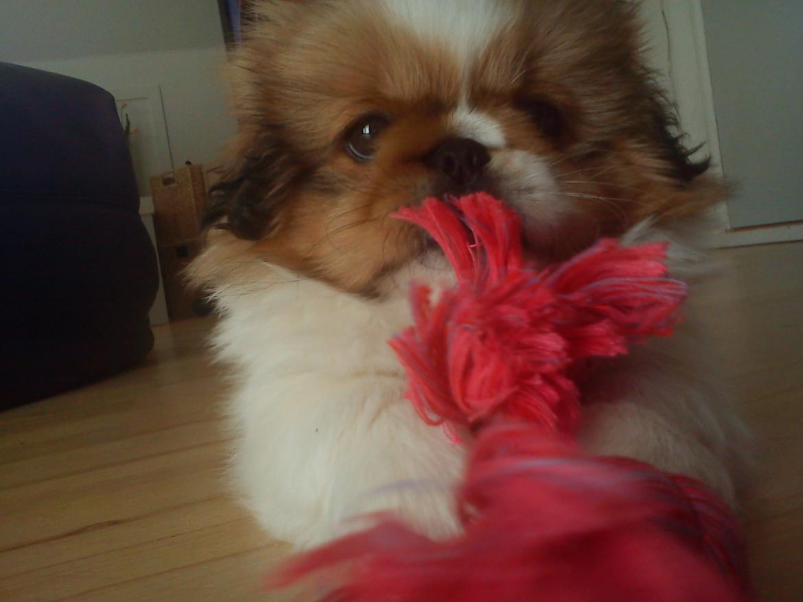 Pekingeser Dolly billede 33