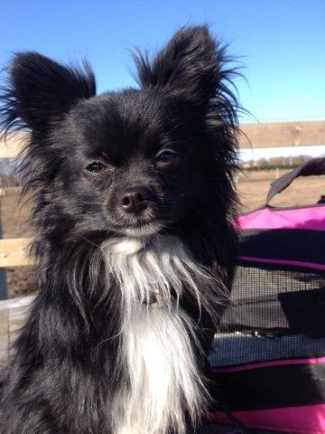 Blanding af racer Coda billede 8