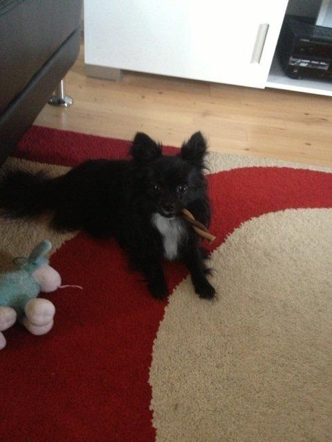 Blanding af racer Coda billede 9