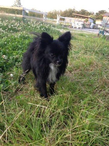 Blanding af racer Coda billede 10