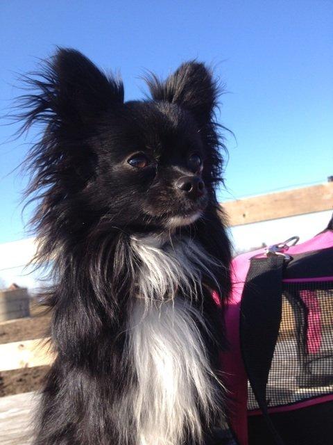 Blanding af racer Coda billede 11