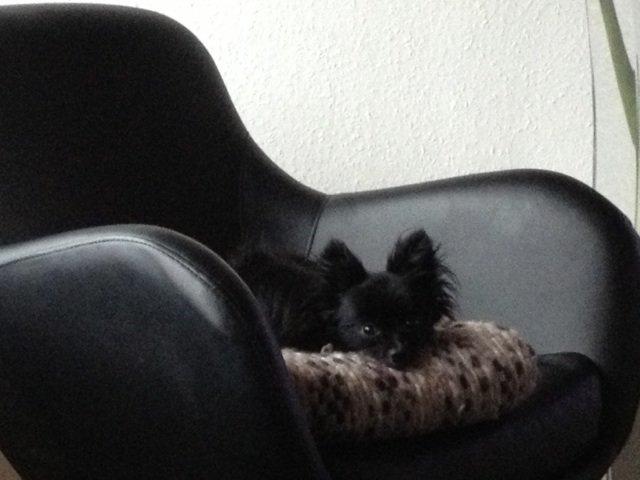 Blanding af racer Coda billede 12