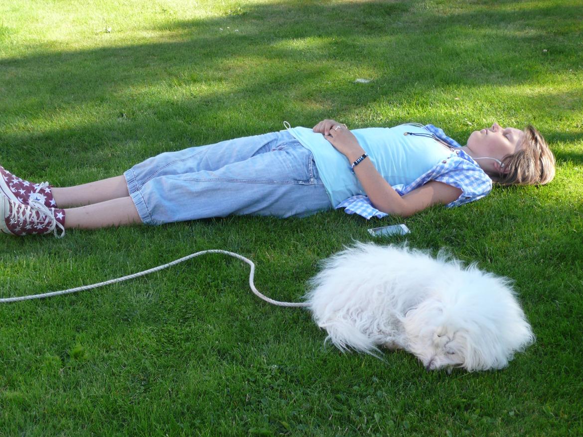 Coton de tulear Charlie - Altid dejligt at tage sig en lur! :D <3 billede 3