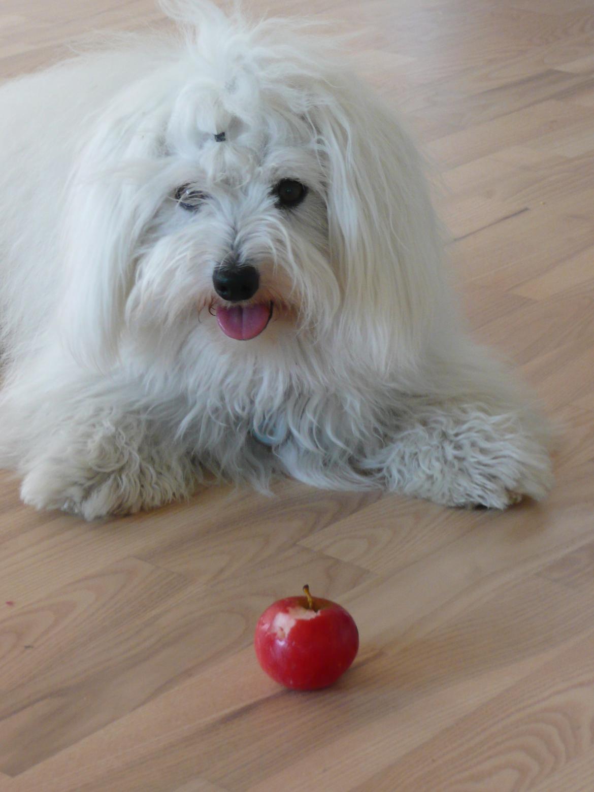 Coton de tulear Charlie - Lille pus<3 billede 18