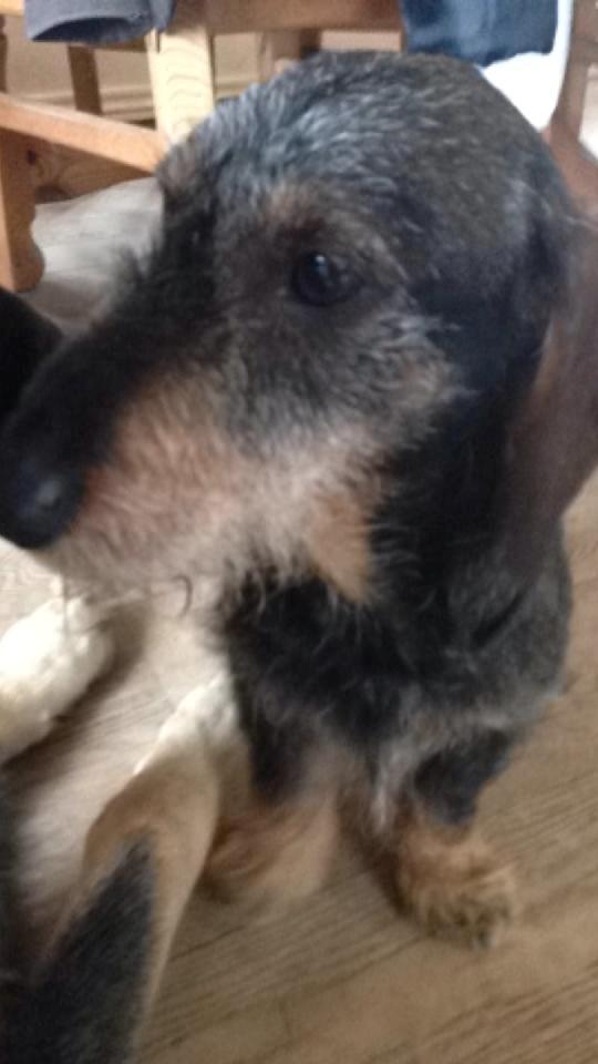 Gravhund Tonner billede 1