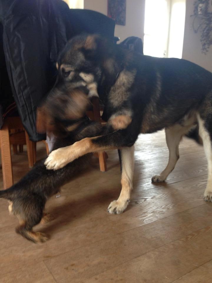 Gravhund Tonner billede 2