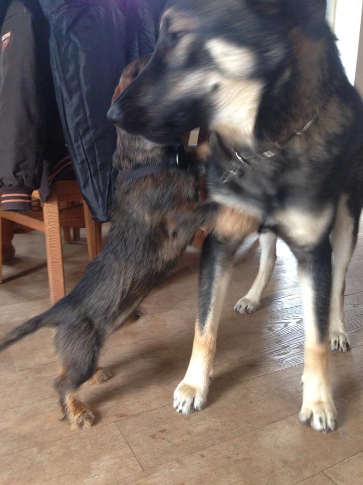 Gravhund Tonner billede 3