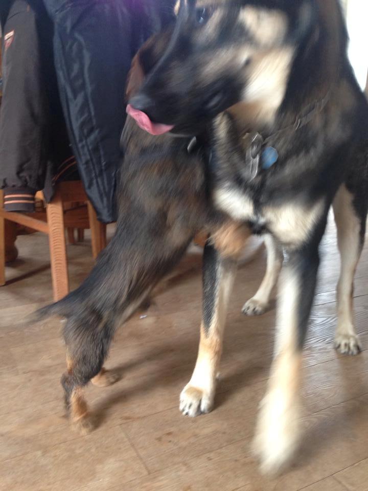 Gravhund Tonner billede 4