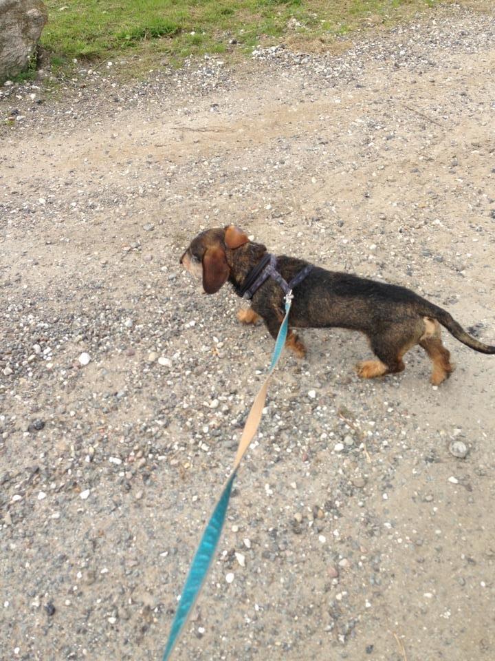 Gravhund Tonner billede 5