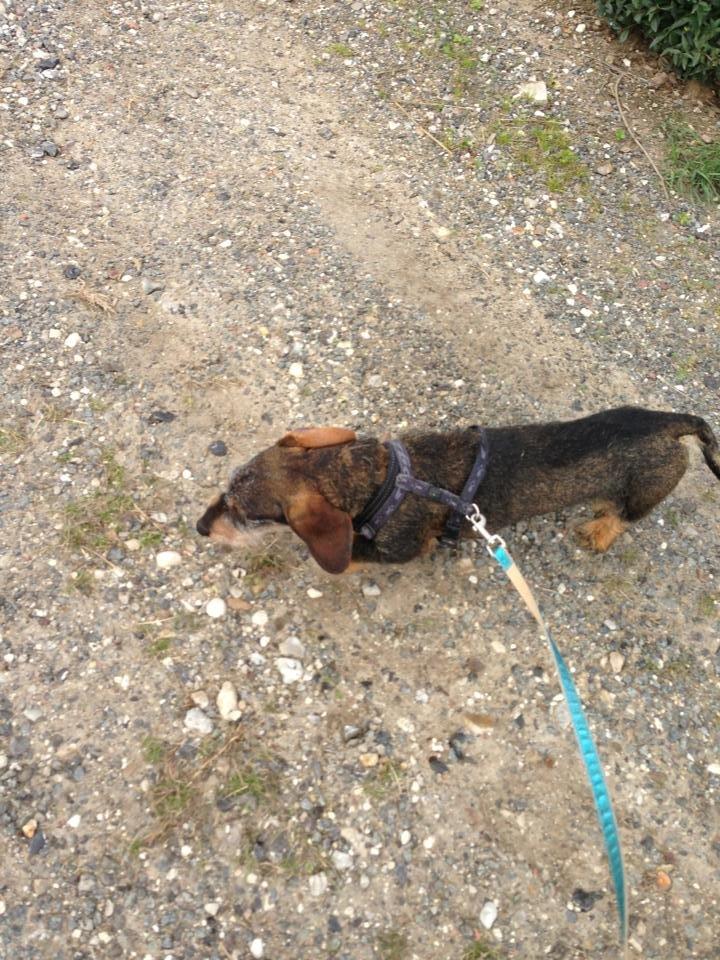 Gravhund Tonner billede 7