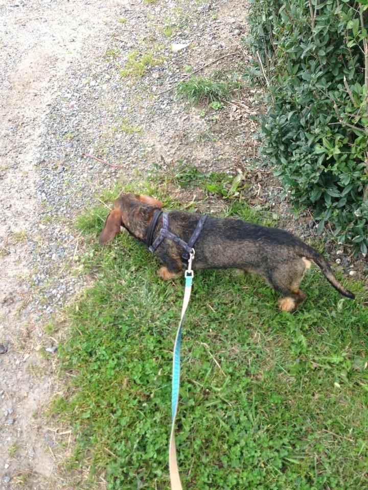 Gravhund Tonner billede 8