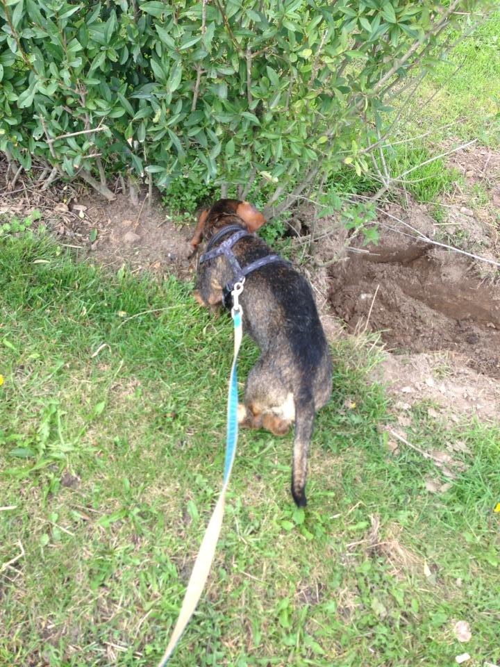 Gravhund Tonner billede 9