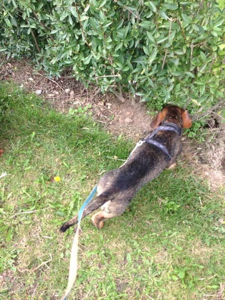 Gravhund Tonner billede 10