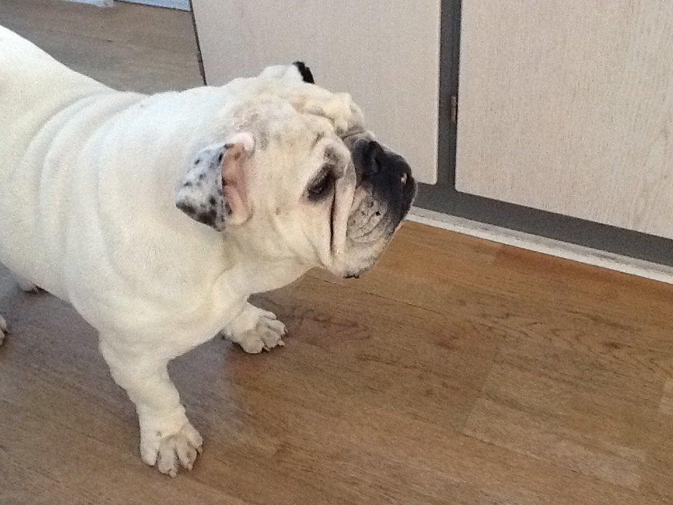 Engelsk bulldog Lilly of The Valley (Lilly) - Billeder af hunde ...