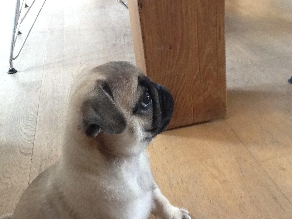 Mops Seloy Solist - Alfred    (Deler ham) billede 12