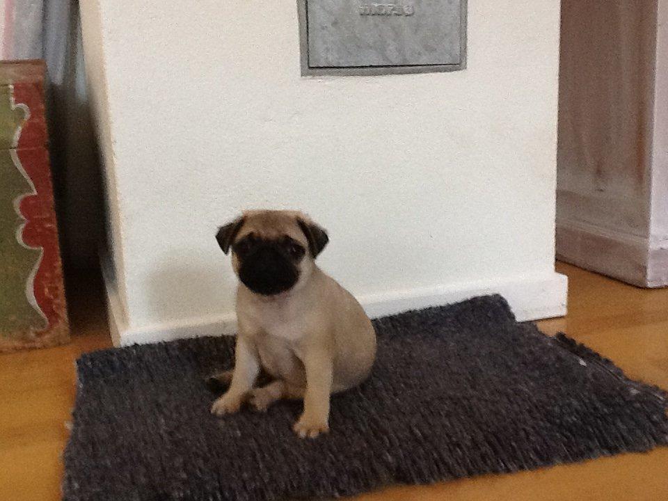 Mops Seloy Solist - Alfred    (Deler ham) billede 13