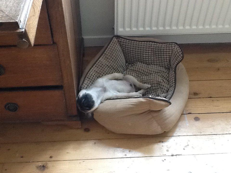 Mops Seloy Solist - Alfred    (Deler ham) billede 14