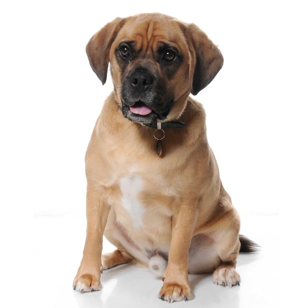 Blanding af racer Tarzan - Billedet er fra Petworld Esbjergs fotokonkurence billede 1