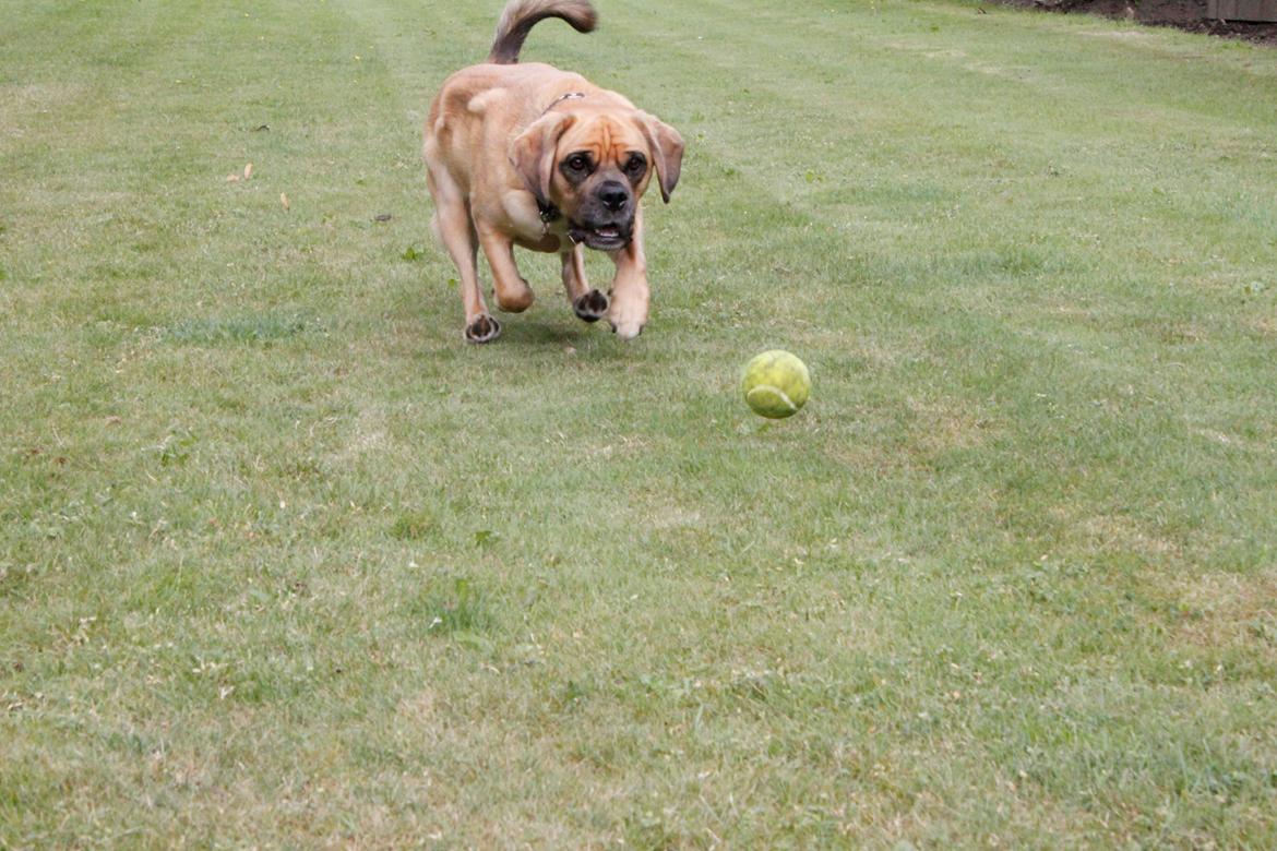 Blanding af racer Tarzan - Jeg elsker at spille bold billede 2