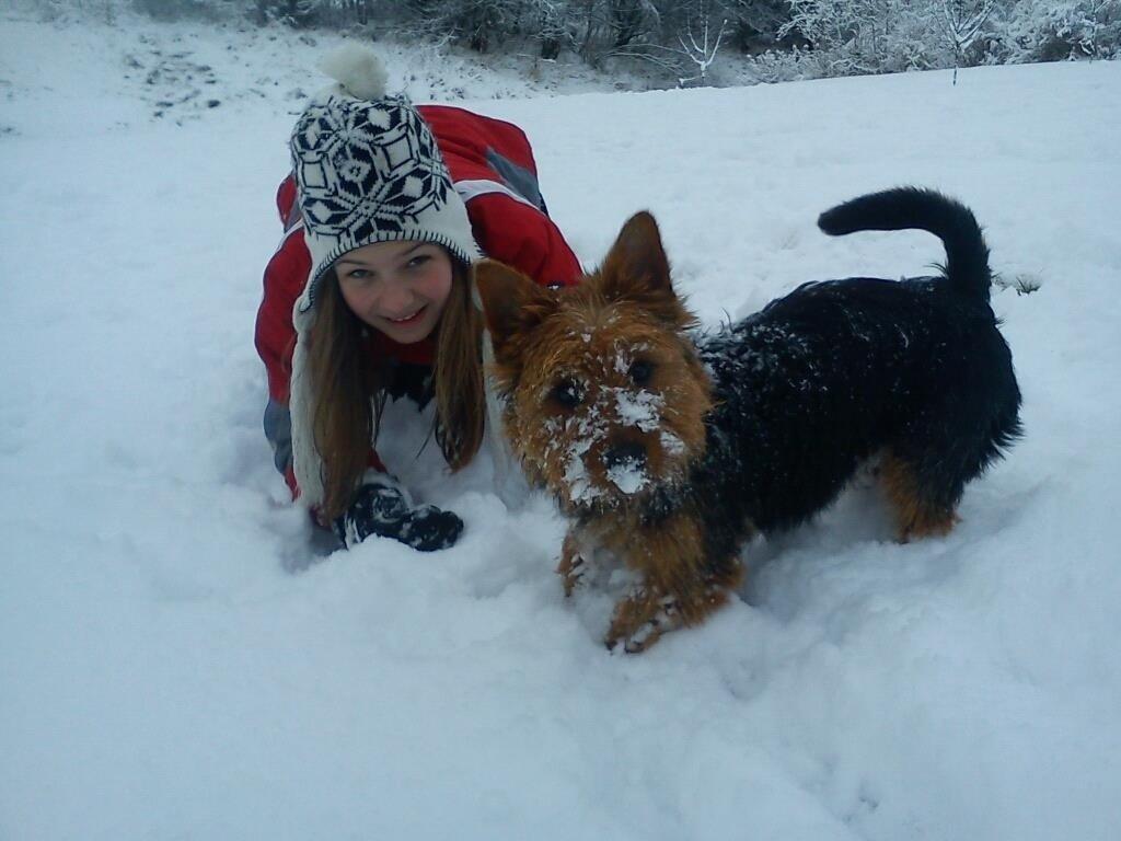 Australsk terrier Blue ayers chipper chum(Harvey) - den første dag med sne! billede 7