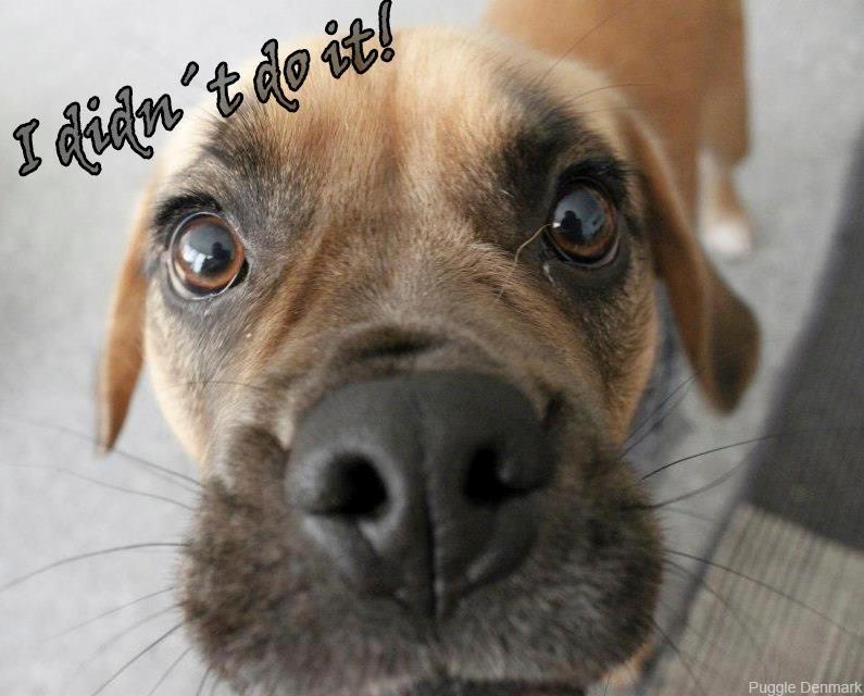 Blanding af racer Tarzan - Jeg gjorde det altså ikke billede 3