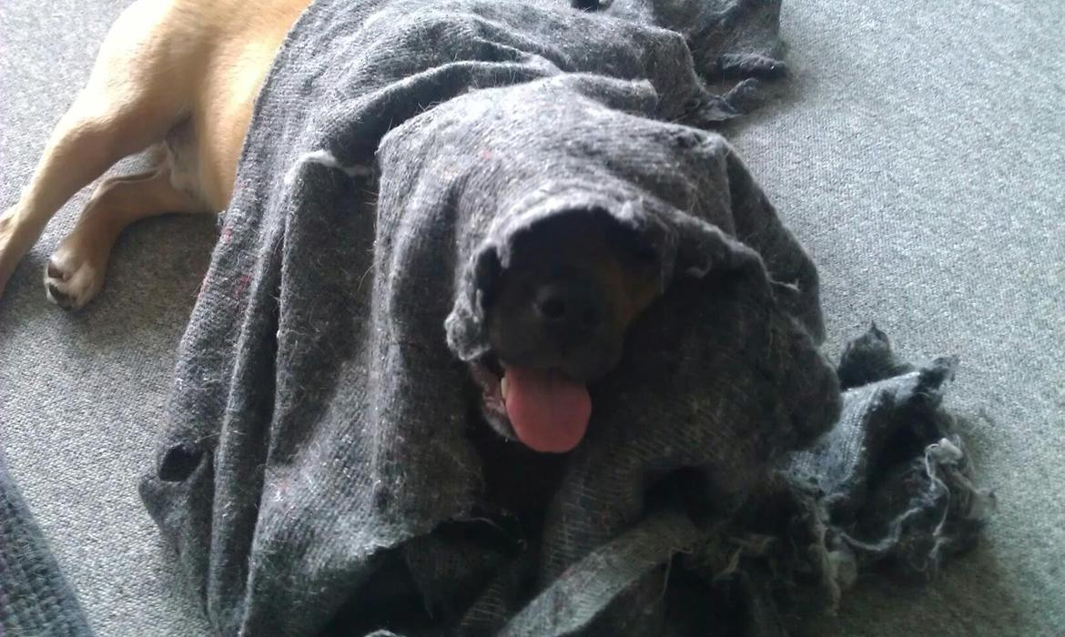 Blanding af racer Tarzan - May the force be with you billede 4