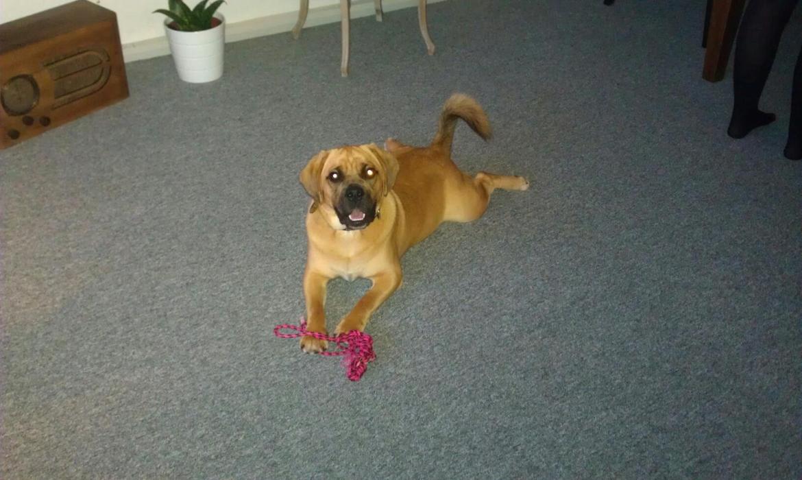 Blanding af racer Tarzan - Ghost Dog billede 5