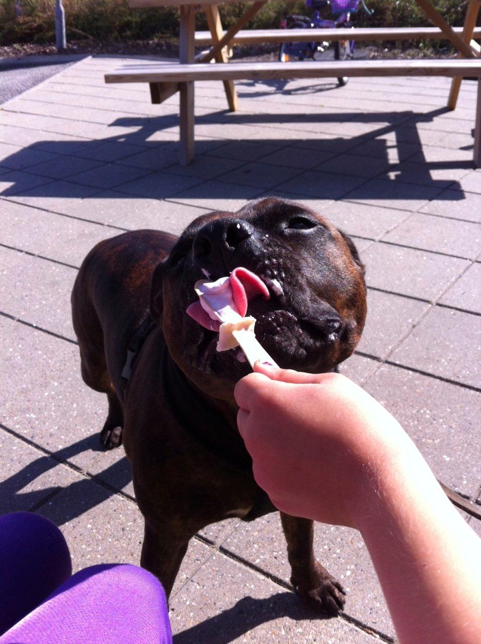 Staffordshire bull terrier Argo billede 26