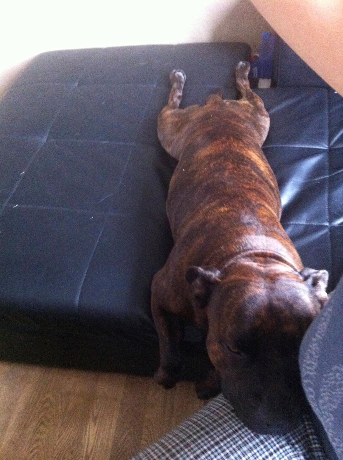 Staffordshire bull terrier Argo billede 27