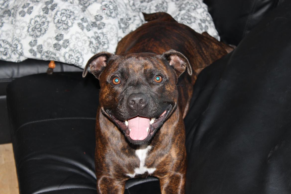 Staffordshire bull terrier Argo billede 7