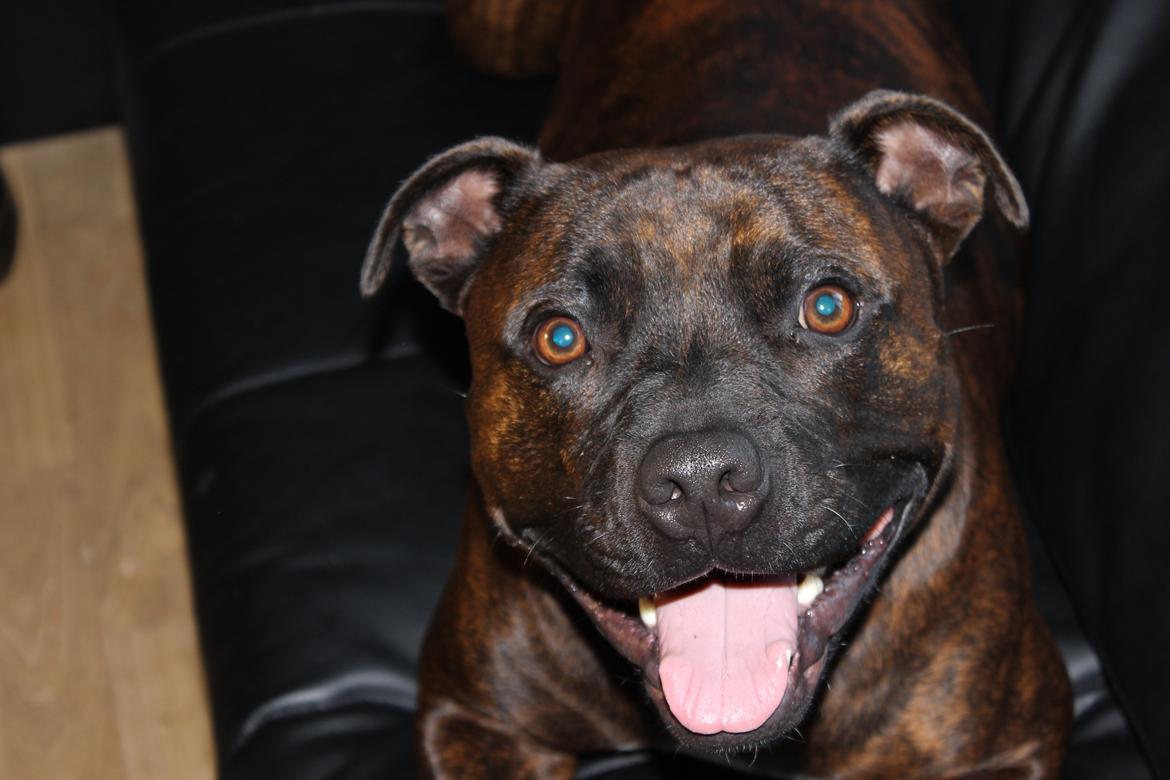 Staffordshire bull terrier Argo billede 28