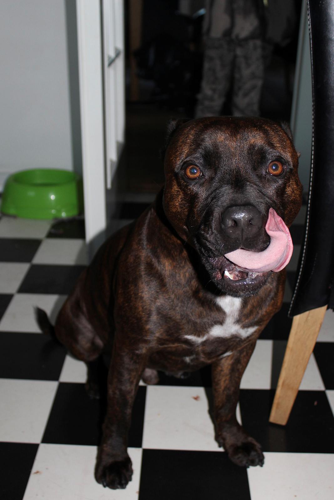 Staffordshire bull terrier Argo billede 2