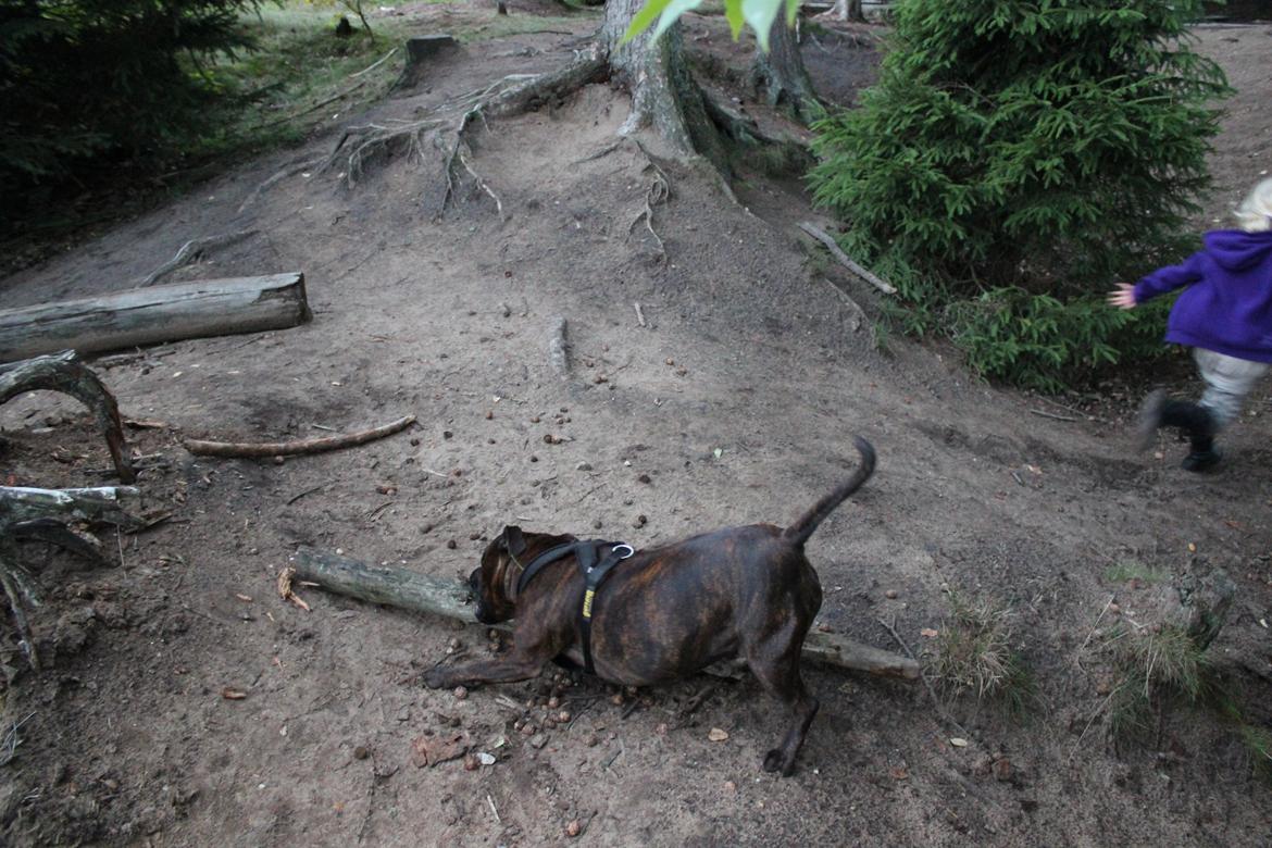 Staffordshire bull terrier Argo billede 29