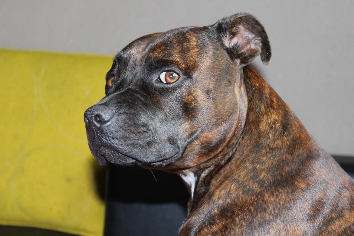 Staffordshire bull terrier Argo billede 1
