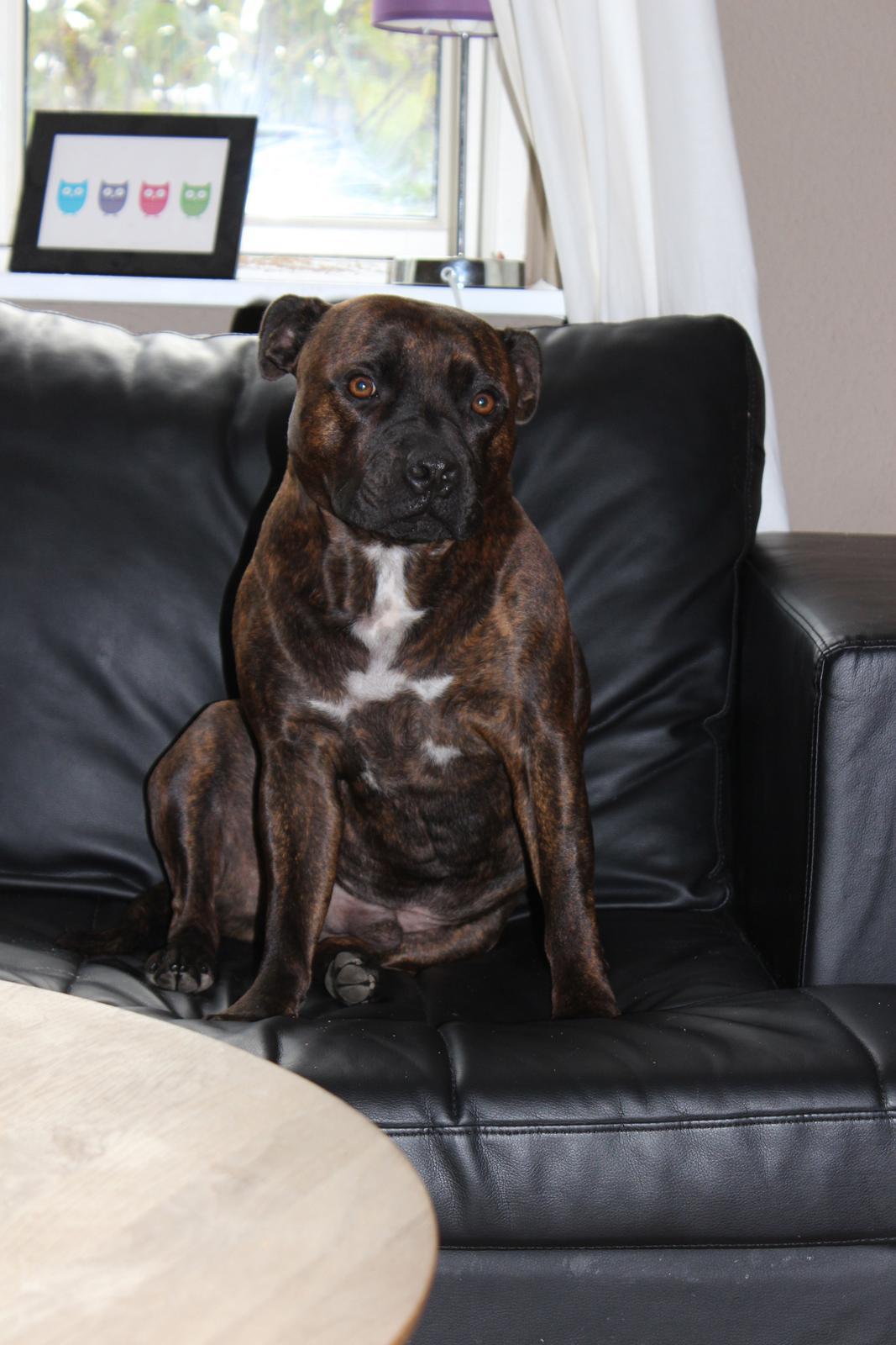 Staffordshire bull terrier Argo billede 6