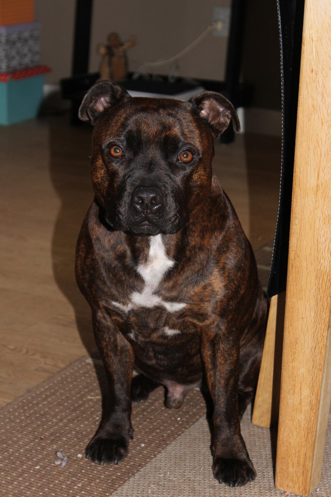 Staffordshire bull terrier Argo billede 4