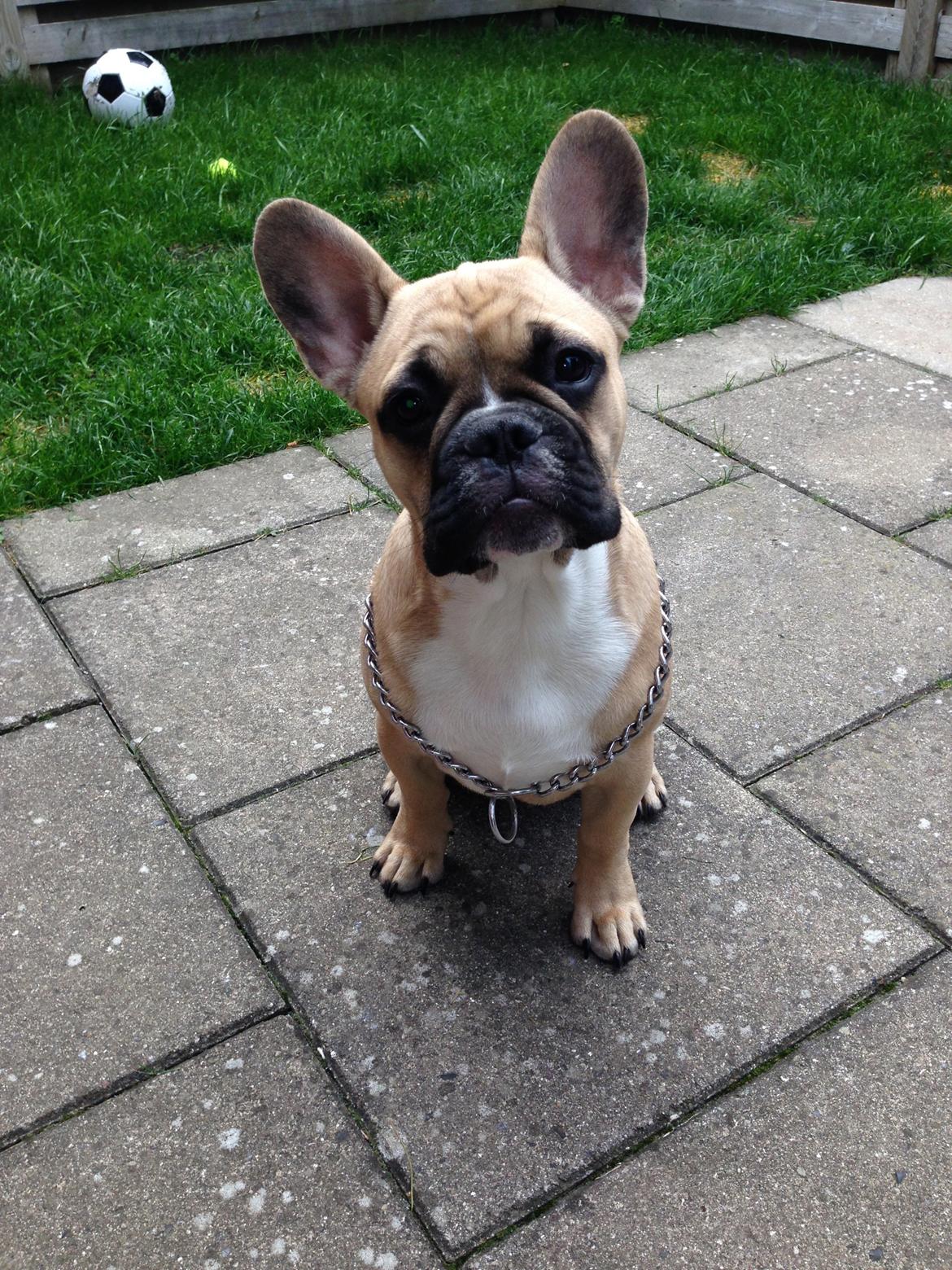 Fransk bulldog Joe - Hihi Joe med sin alt for store "halskæde" på :)
20 uger.. billede 20