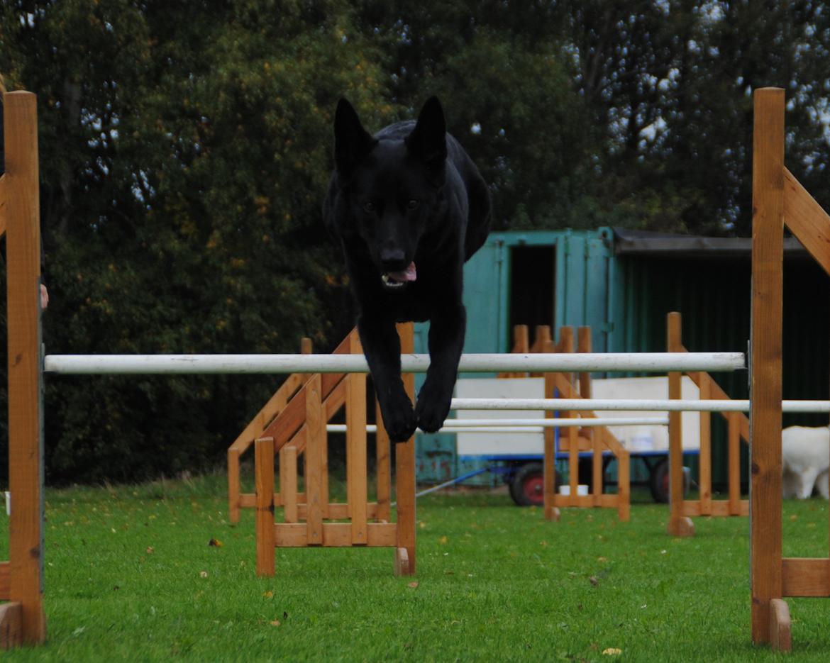 Schæferhund Nelly *AKA* Terroristen. - Agility kan vi også:) billede 23