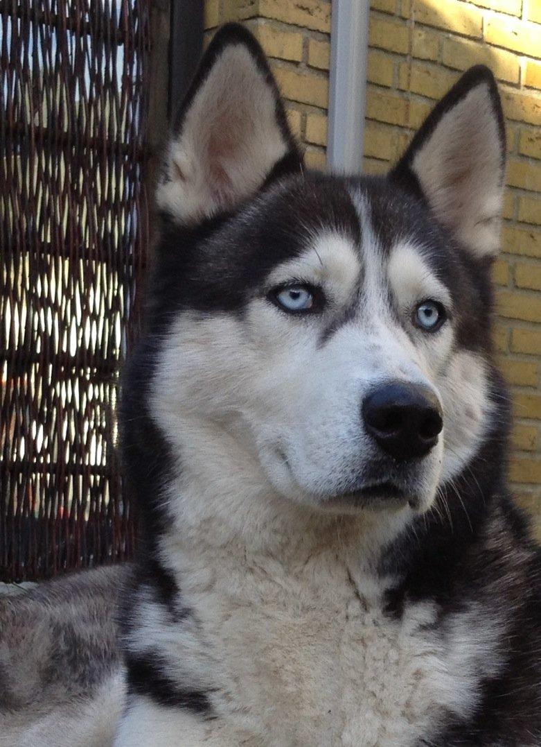 Siberian husky Tayson - september 2013 billede 3