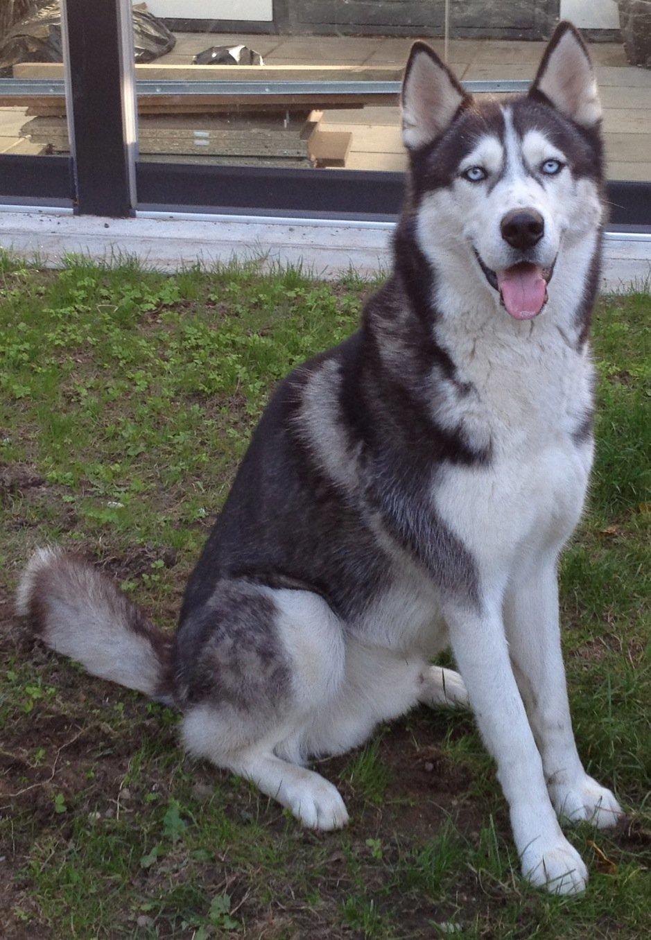 Siberian husky Tayson - september 2013 billede 1