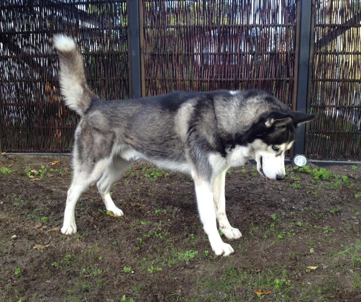Siberian husky Tayson - september 2013 billede 2