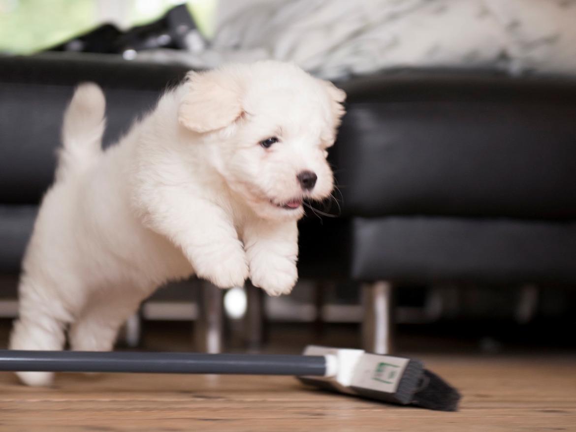 Coton de tulear Napoleon Louis billede 11