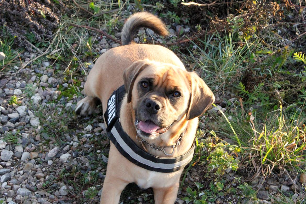 Blanding af racer Tarzan - Aftentur til vandet ved Esbjerg billede 6