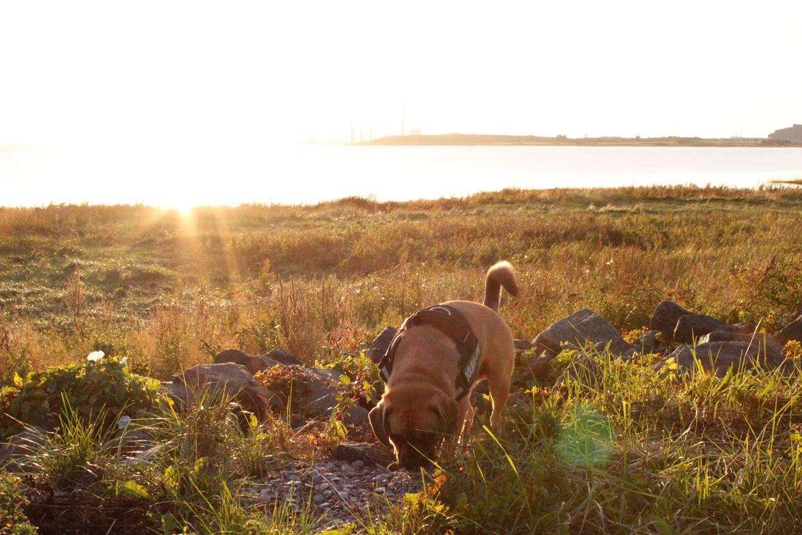 Blanding af racer Tarzan - Aftntur til vandet ved Esbjerg billede 7