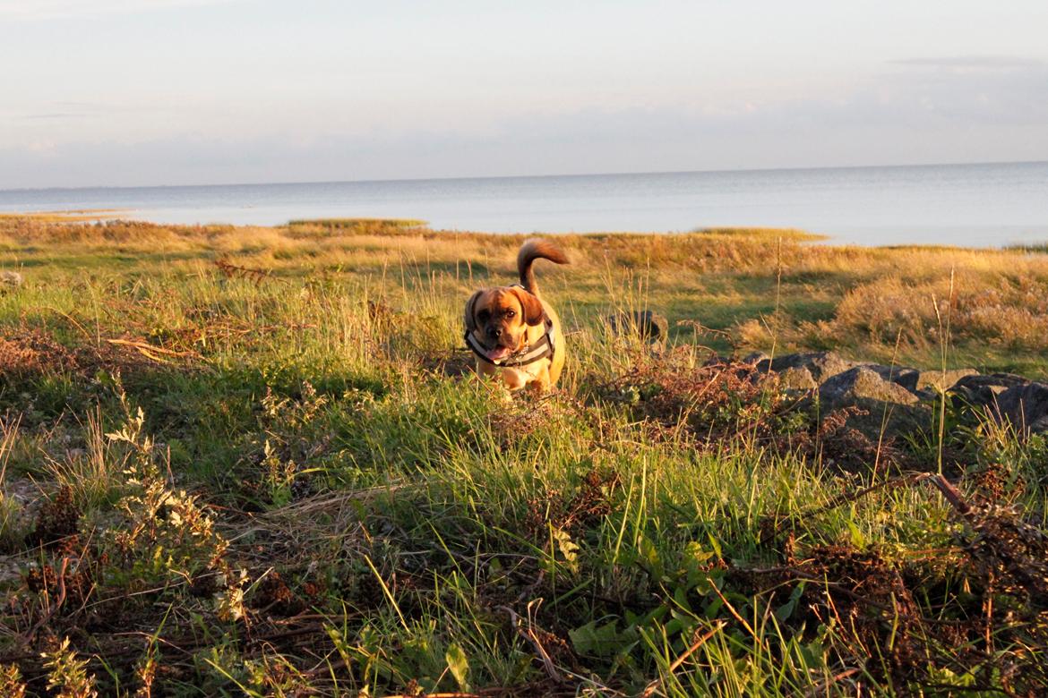 Blanding af racer Tarzan - Aftentur til vandet ved Esbjerg billede 8