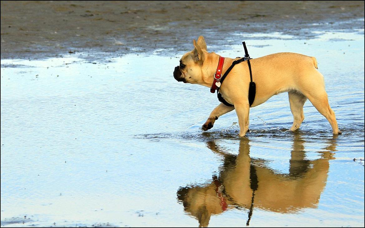 Fransk bulldog Diva billede 2